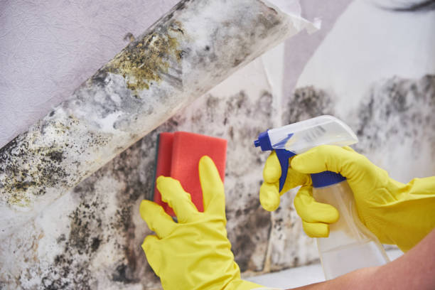 Reliable Pine Knot, KY Mold Removal Solutions